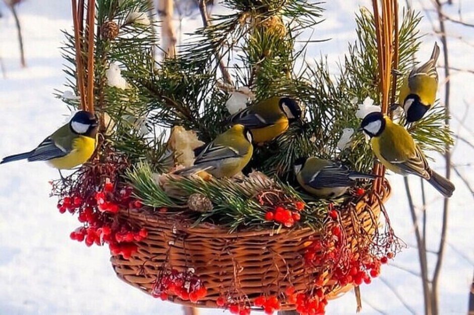 Добрая зима для птиц
