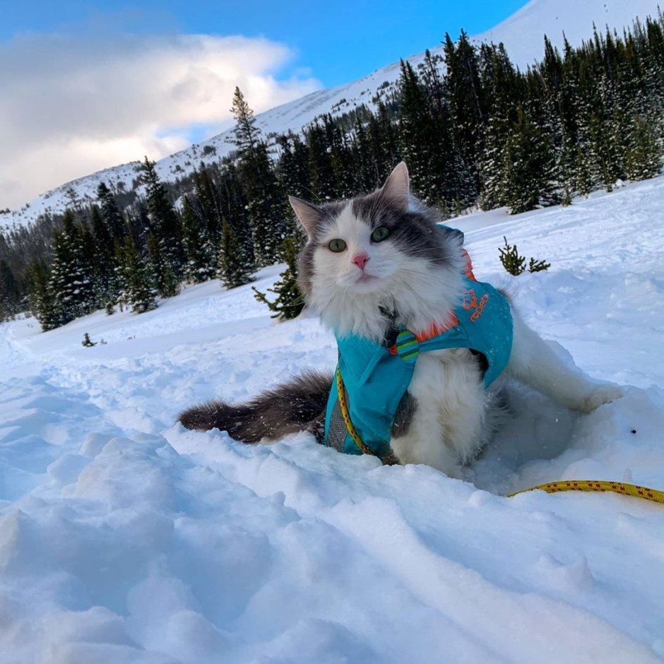 Коты живущие в горах