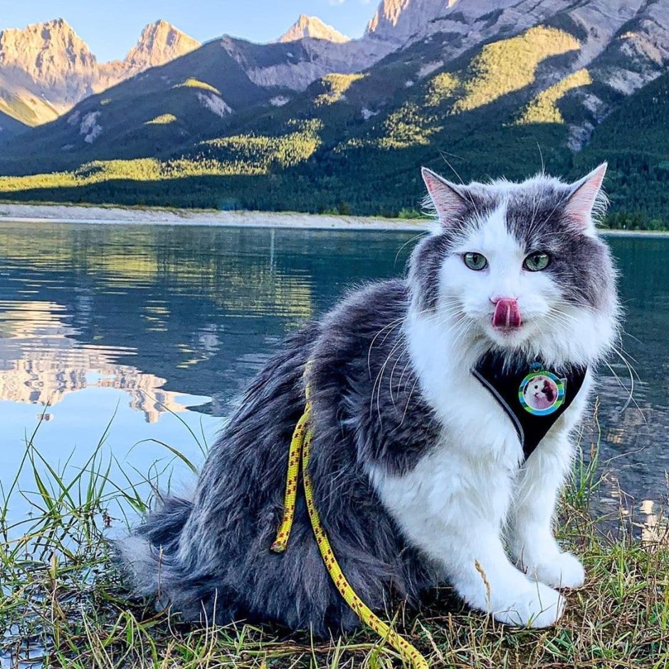 Швейцарец кот