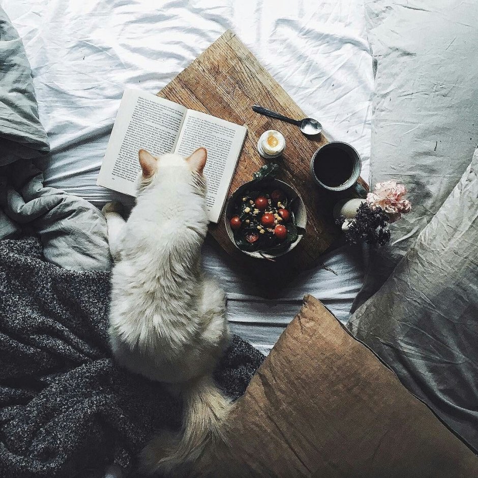 Антикафе с кошками