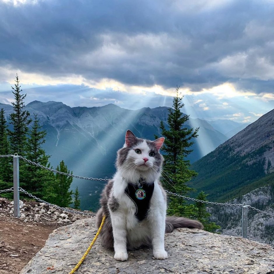Кошки в Австрии