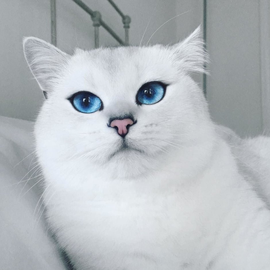 Кошка обнимает руку