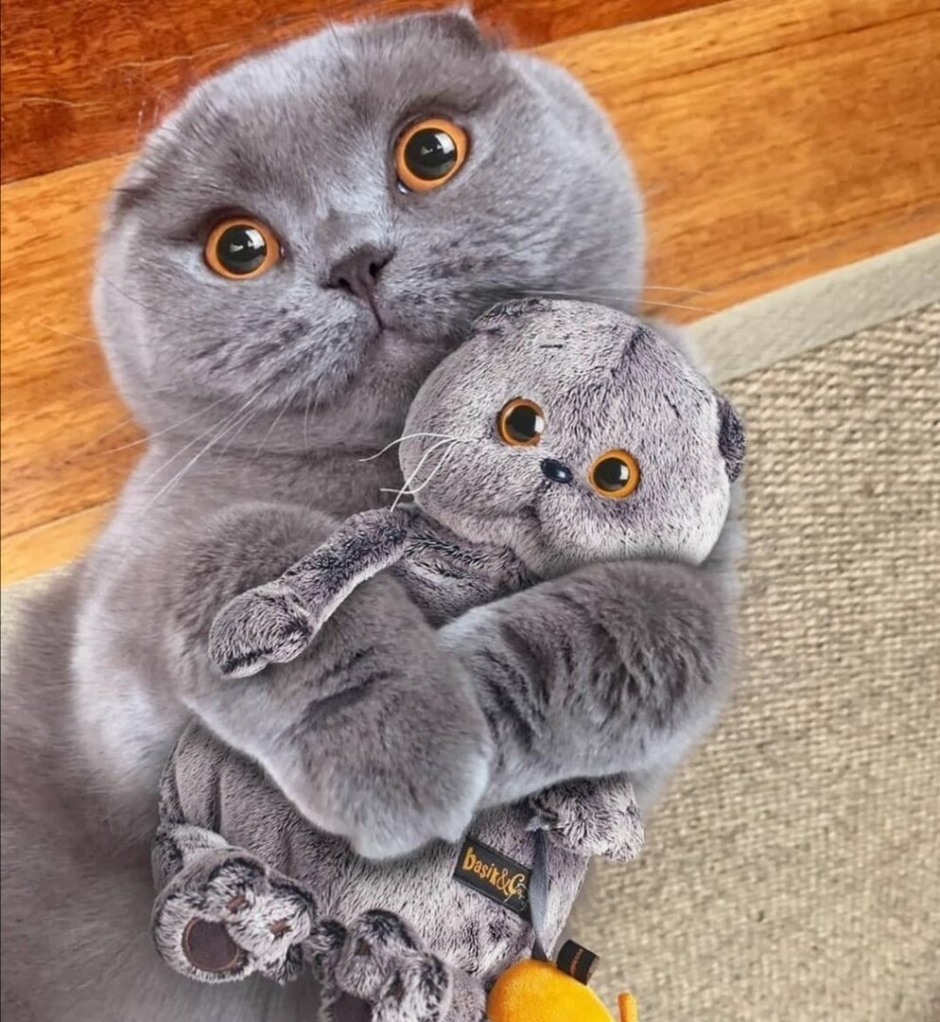 Швейцарский кот