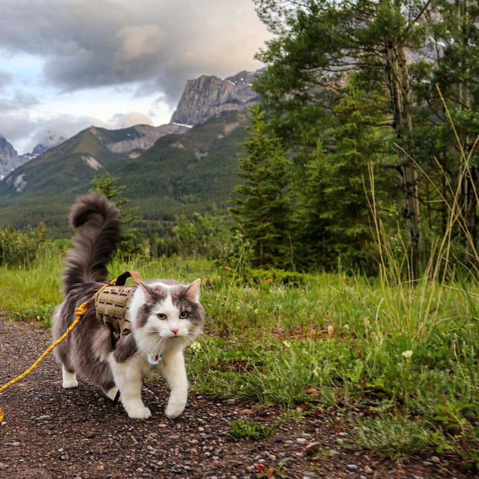 Фотосессия котят