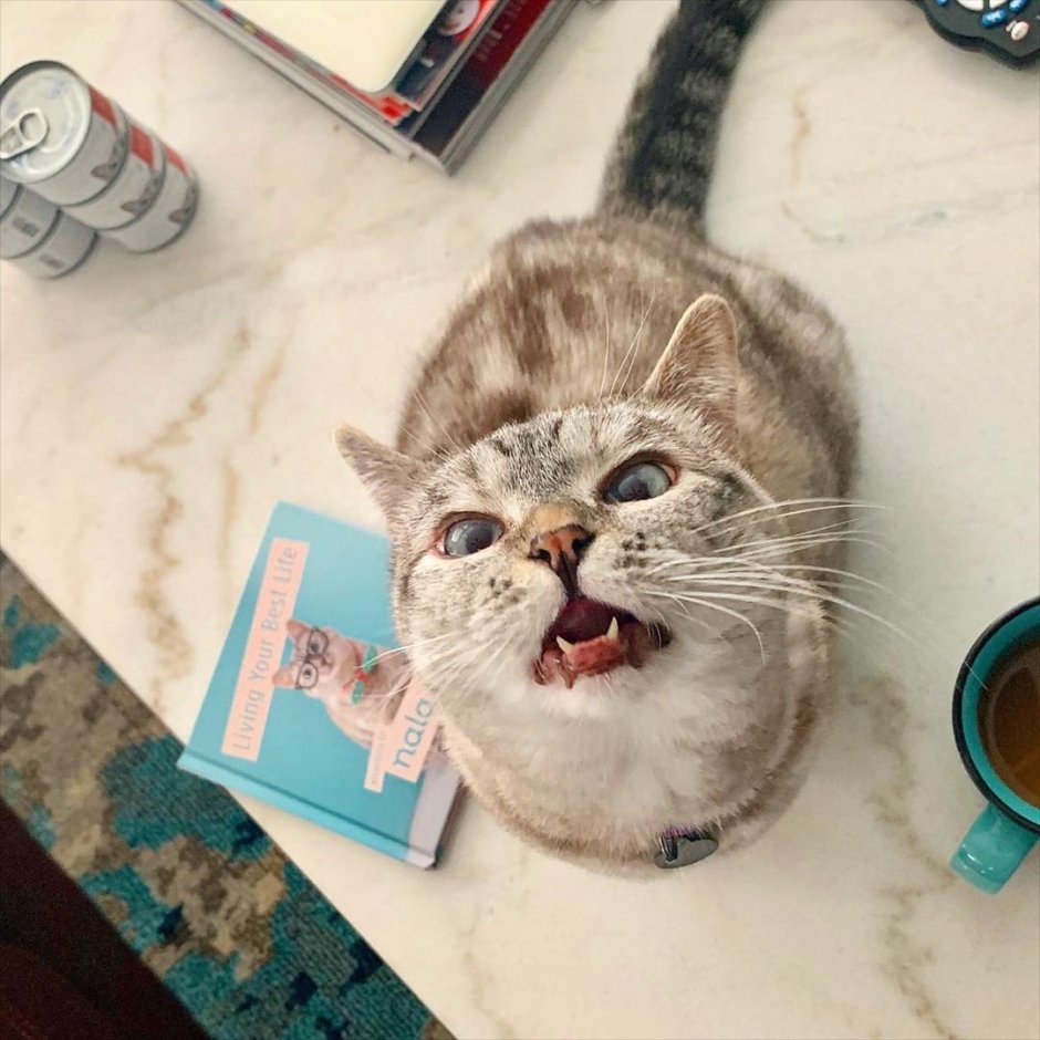 Швейцарец кот