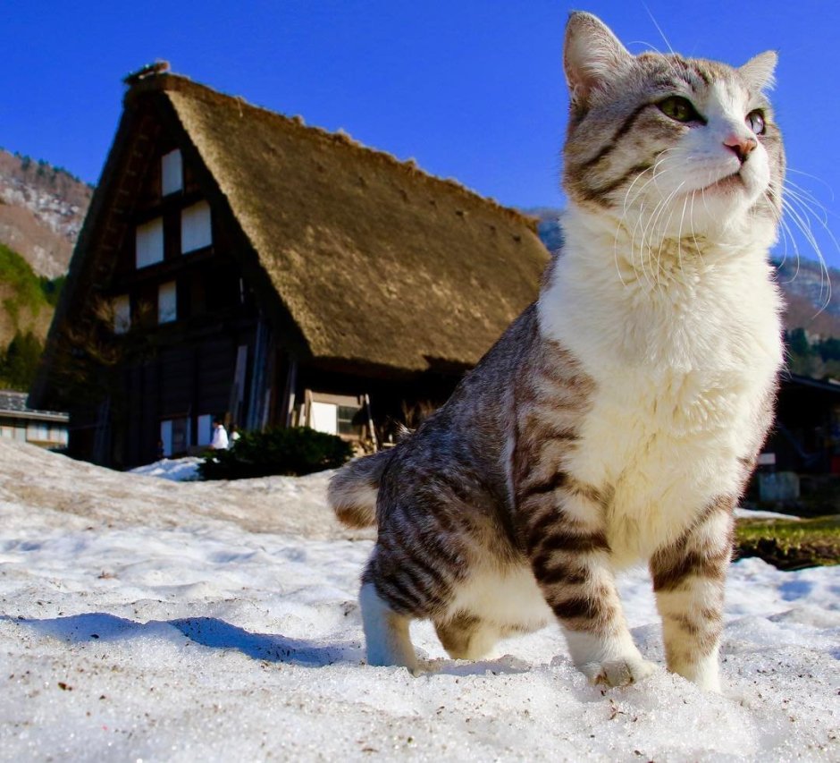 Альпийский кот