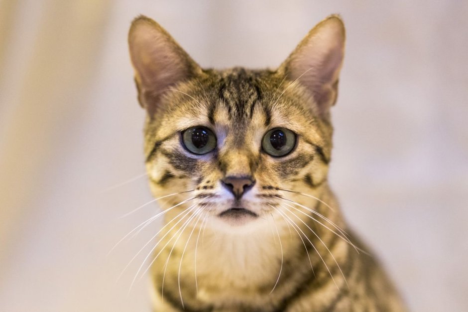 Норвежская Лесная кошка короткошерстная