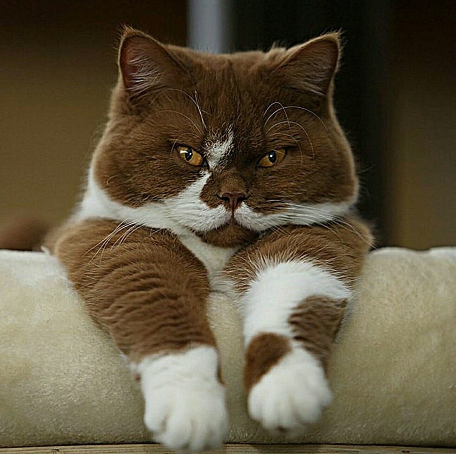 Кот в очках