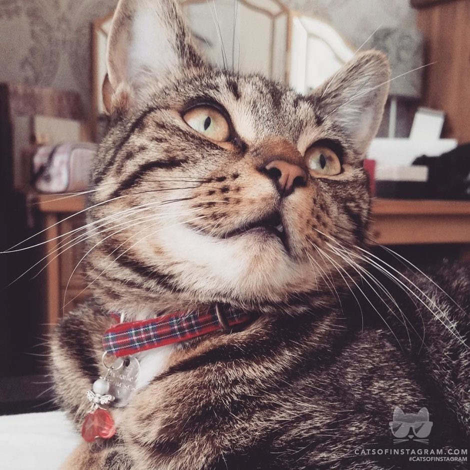 Лиса и котенок