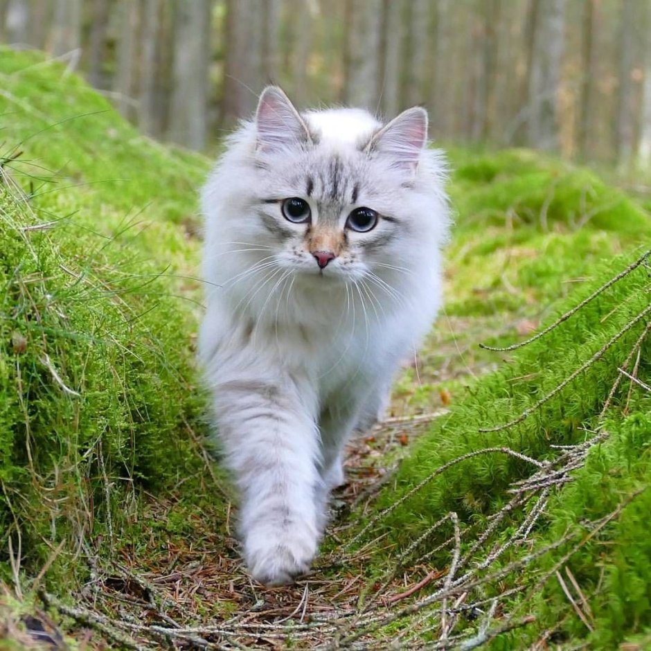Кот в инстаграмме