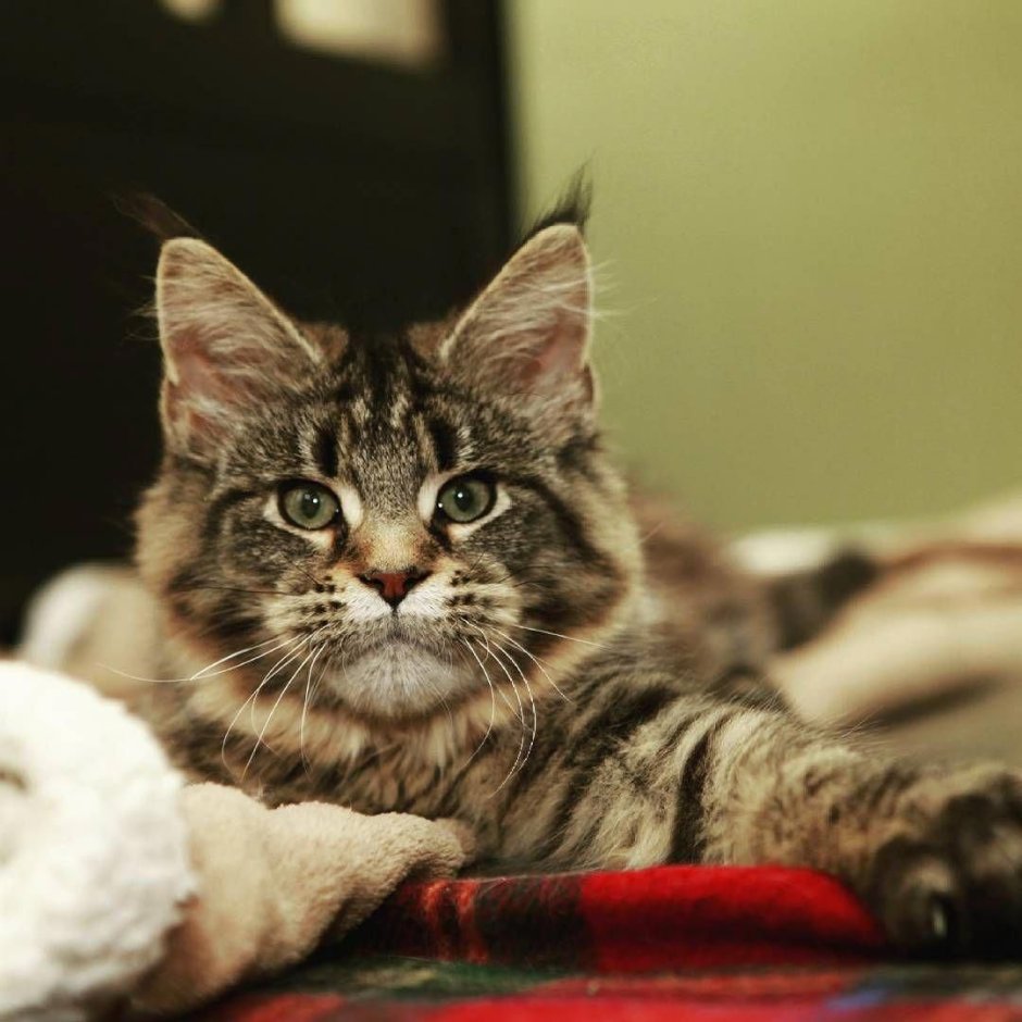 Модельные коты