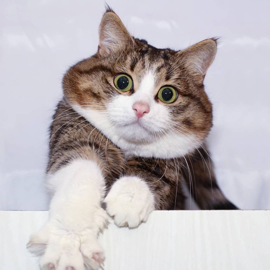 Коты и собаки
