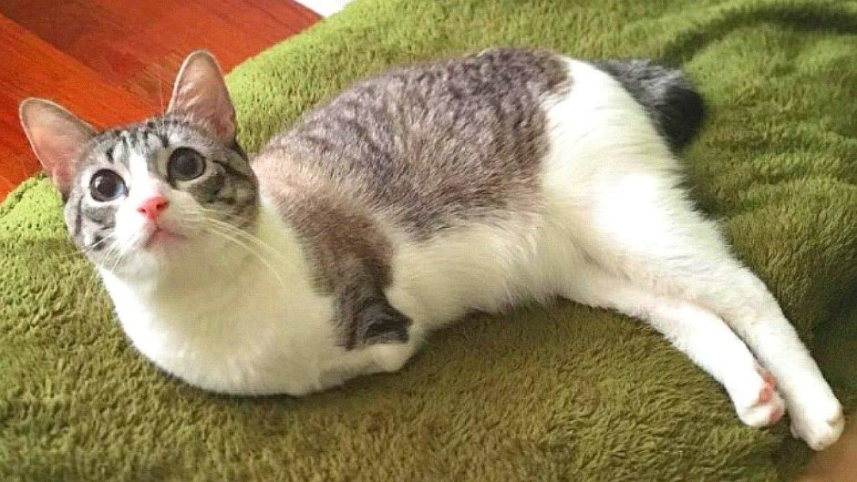 Коты показывают большой палец