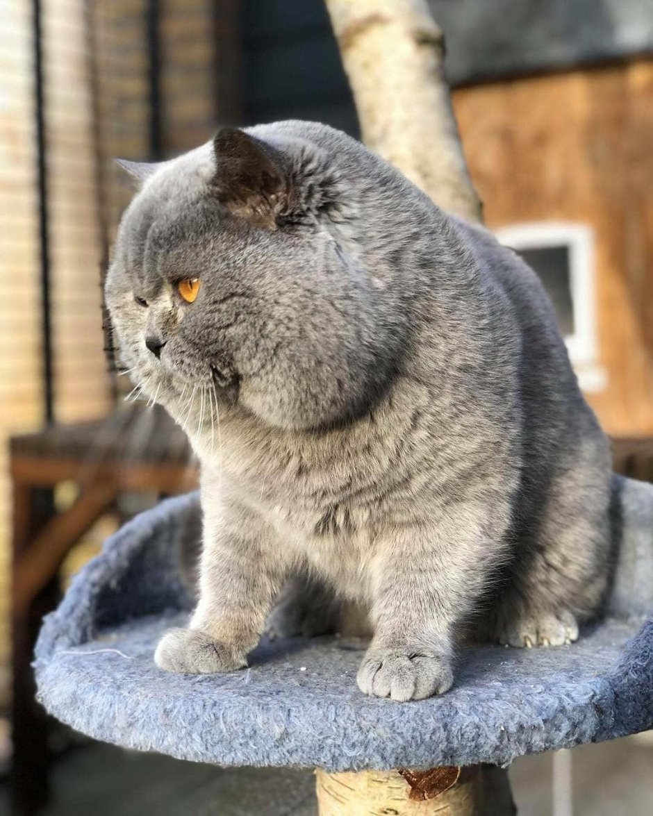 Милые котики