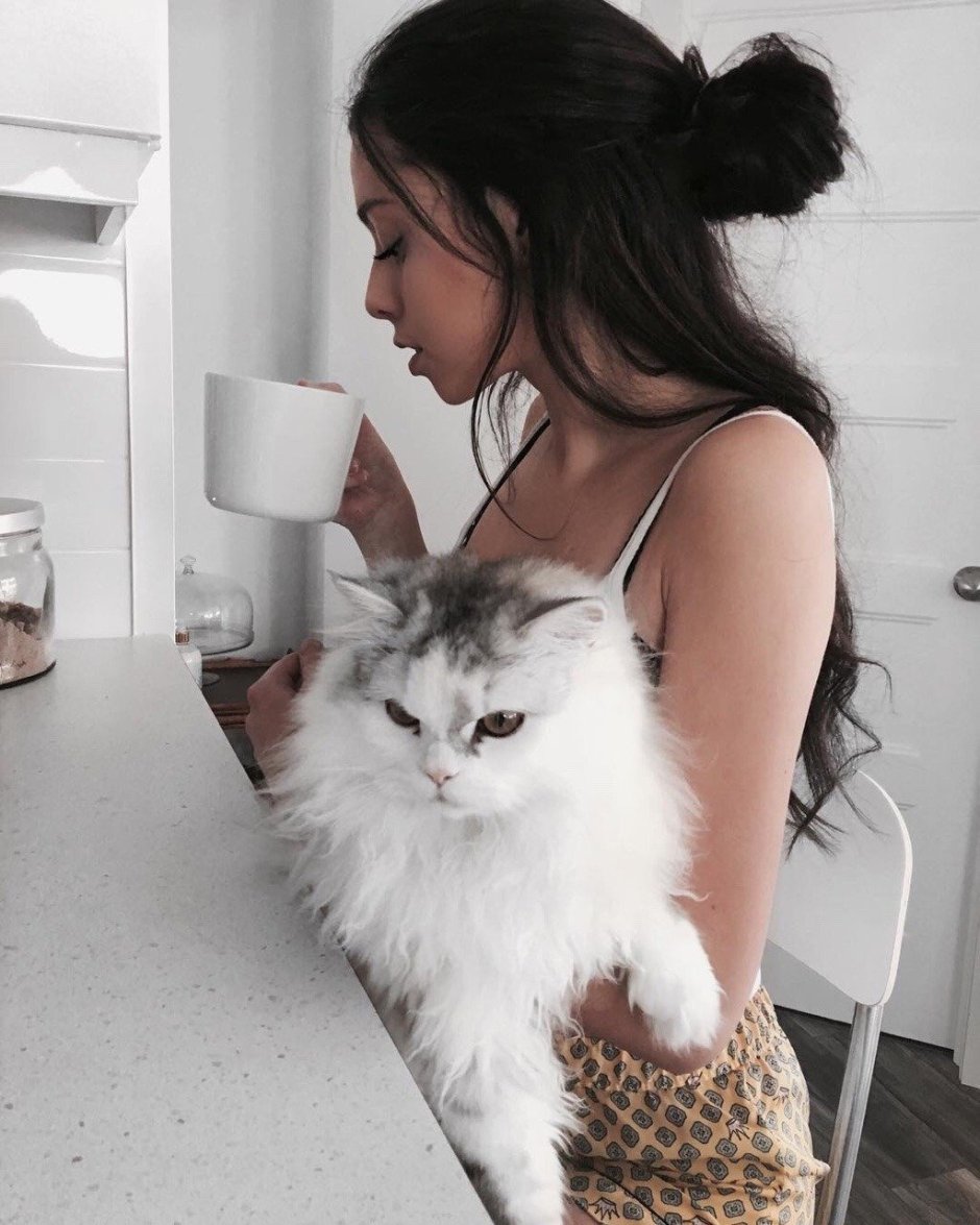 Кот без передних лап