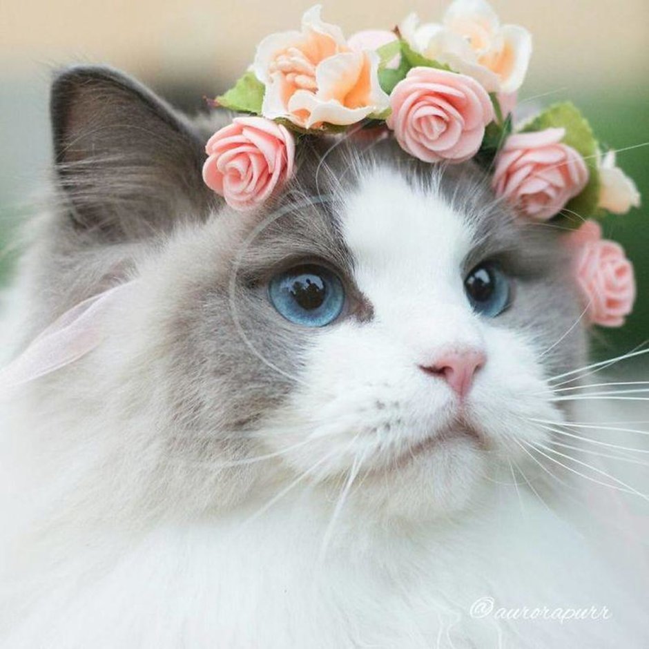 Селфи кошки с собаками