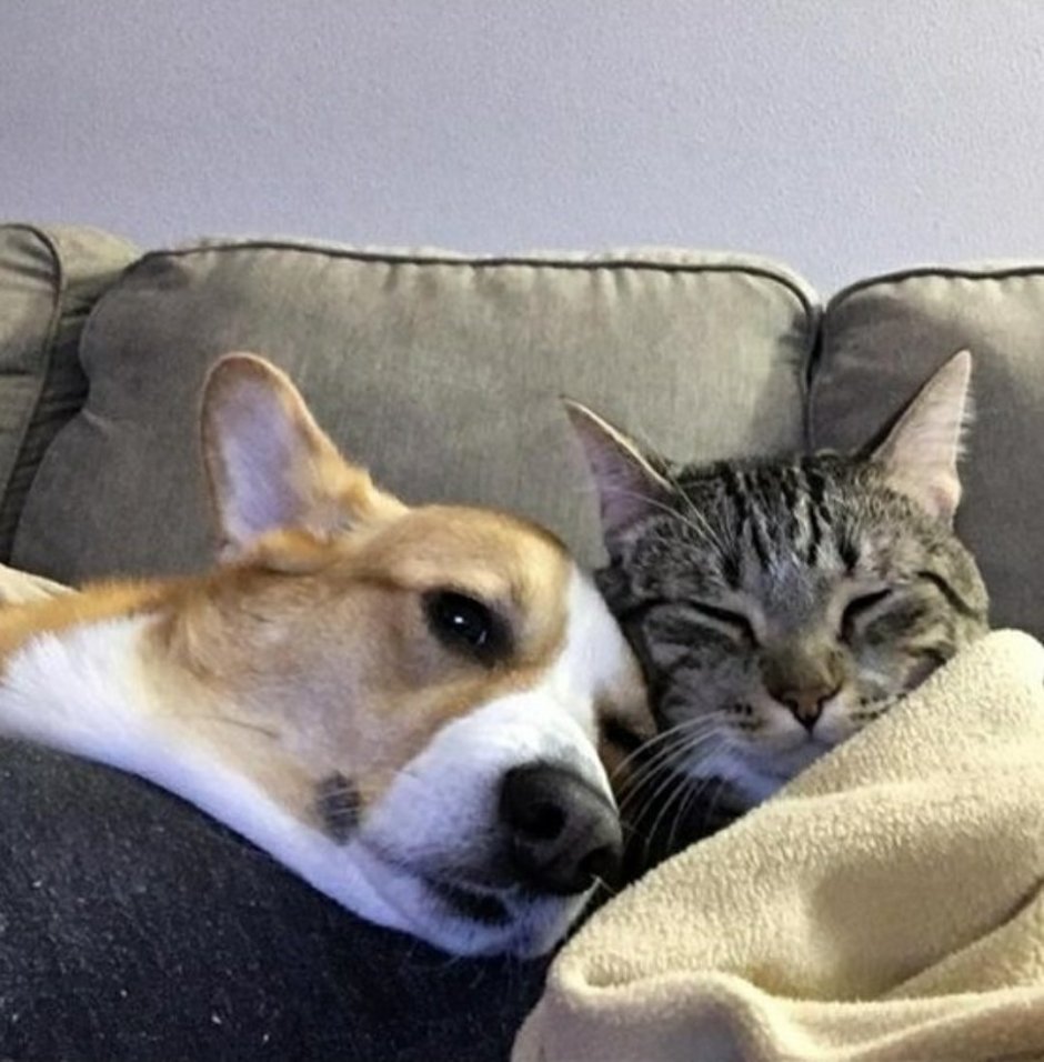 Голландский кот