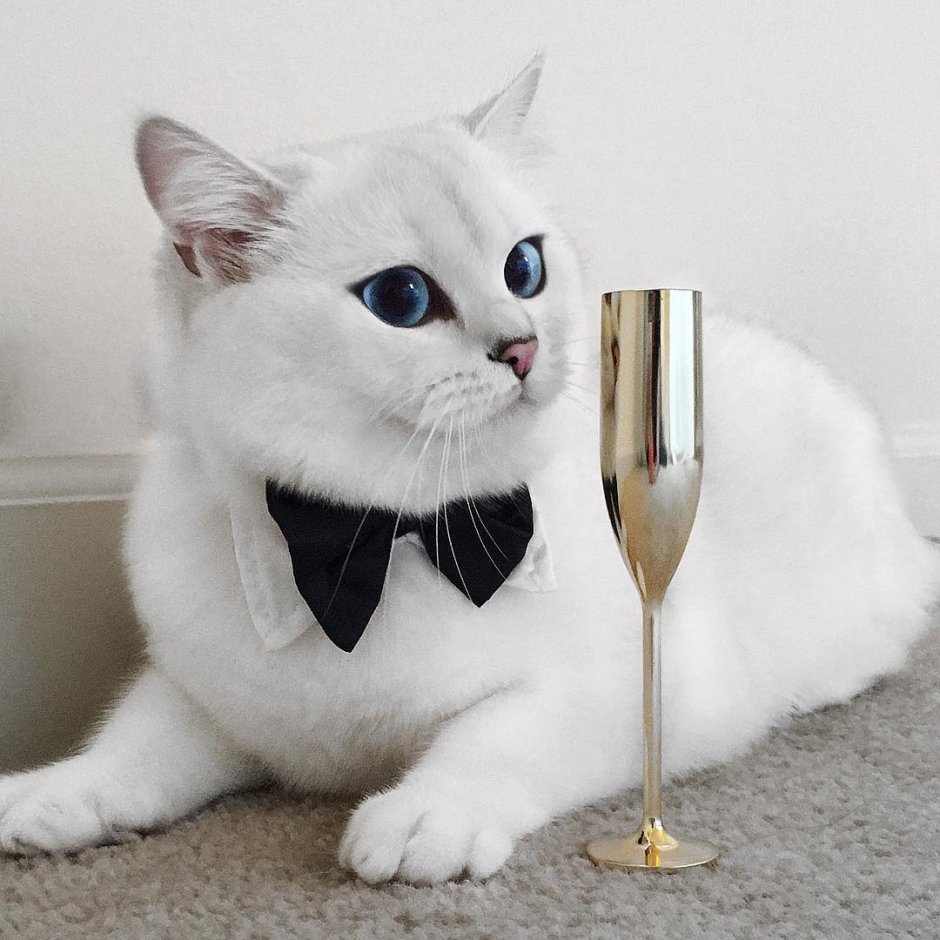 Кот на краю