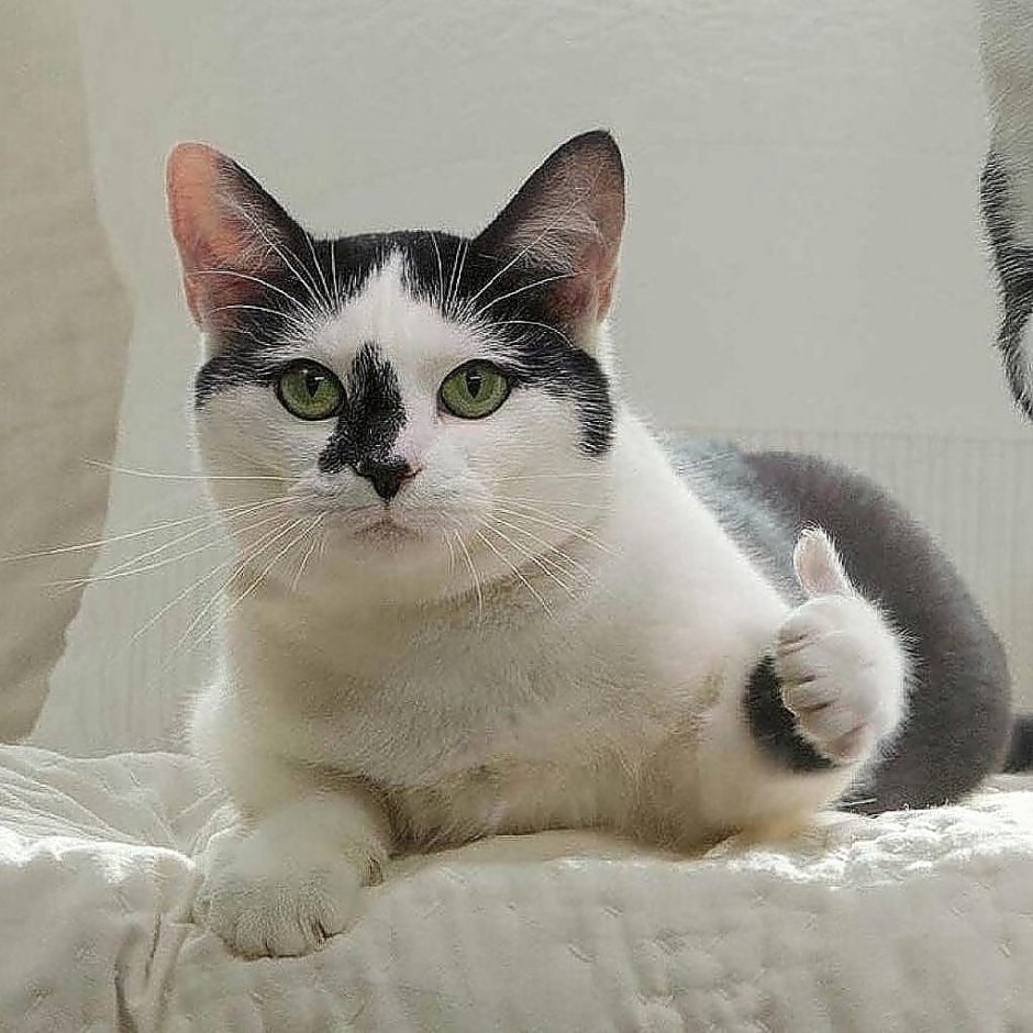 Кошка на природе