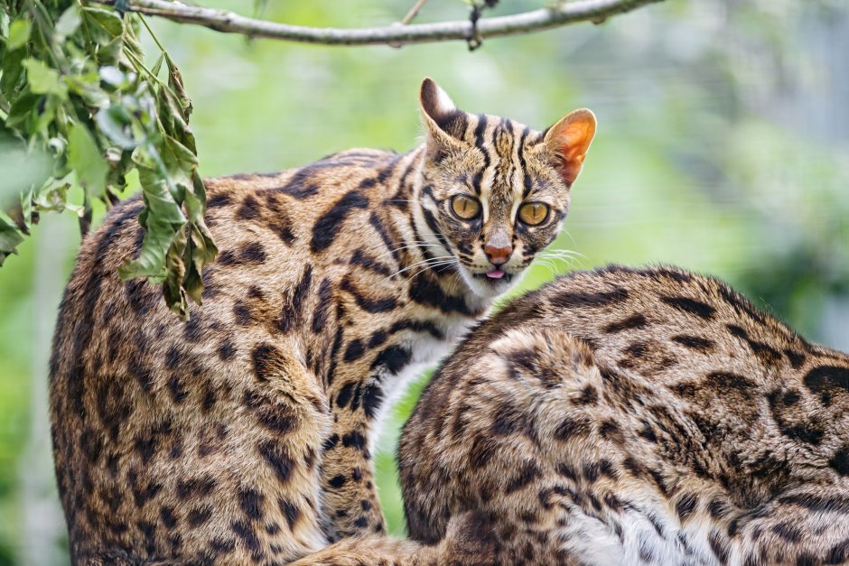 Кошка Оцелот и Бенгальская