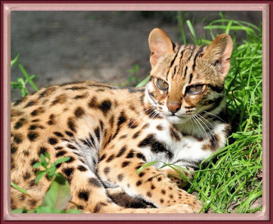 Дикая Бенгальская леопардовая кошка