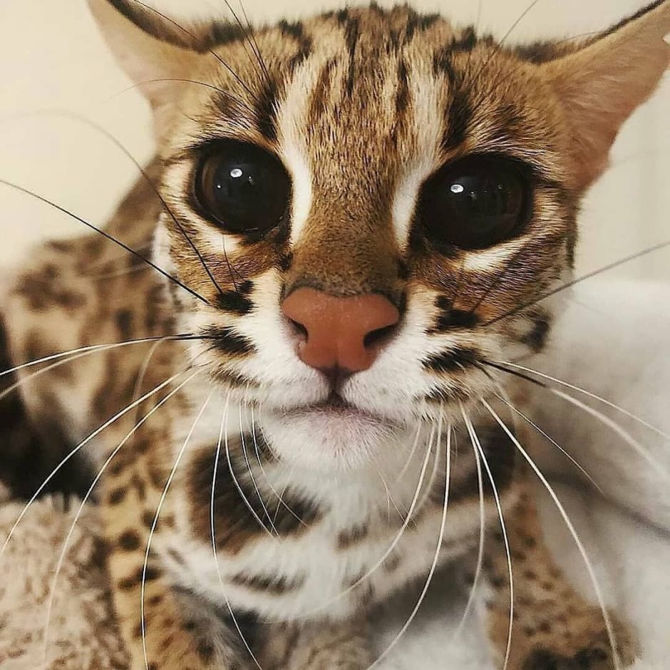 Леопардовая кошка Оцелот