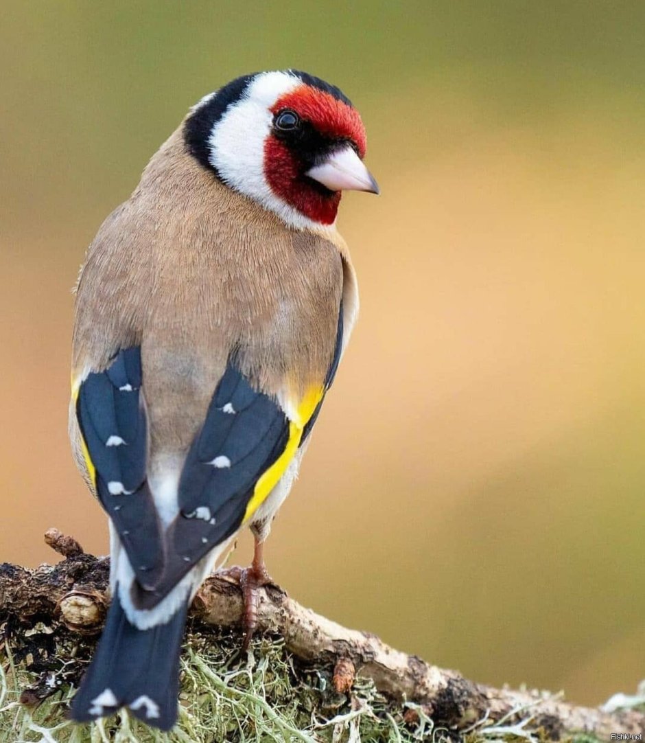 Carduelis Carduelis