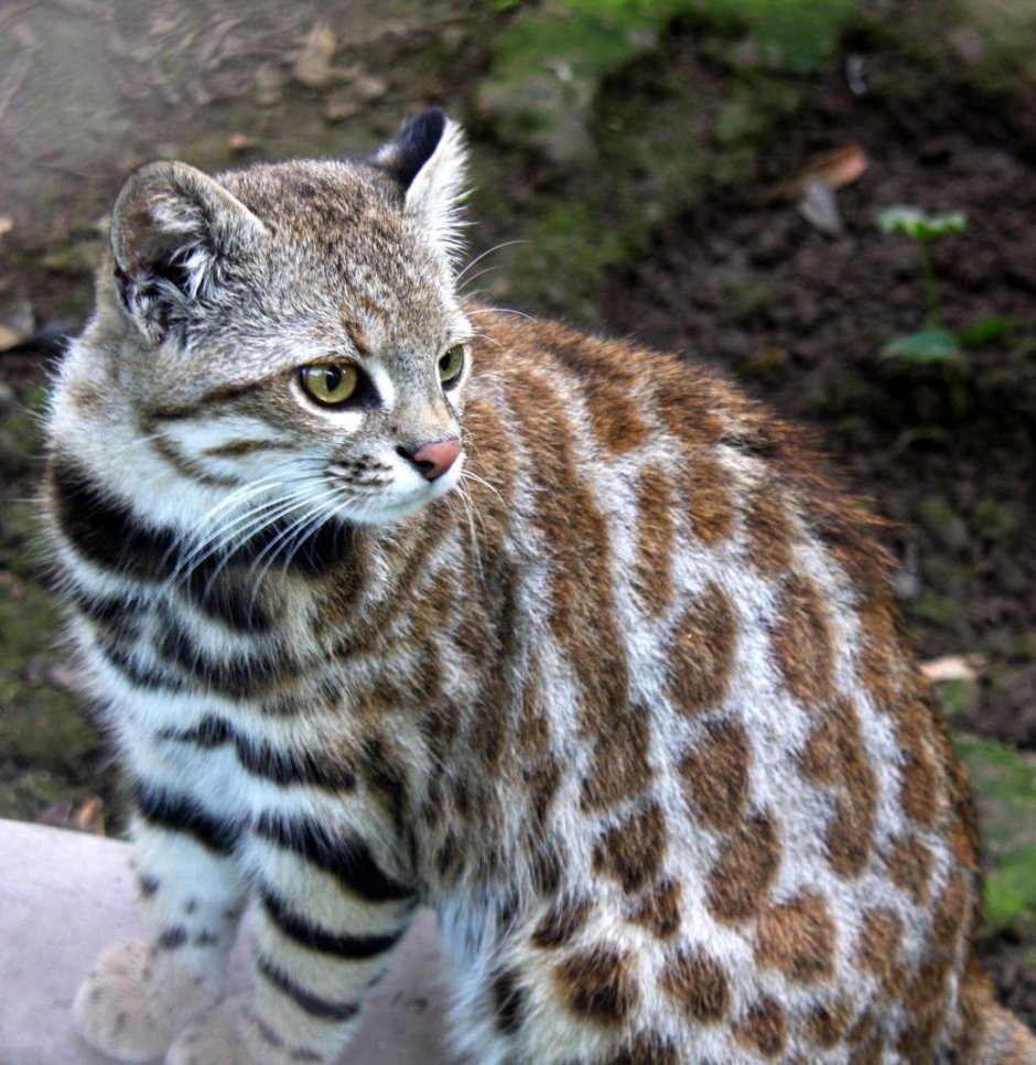 Пампасская кошка (leopardus COLOCOLO)