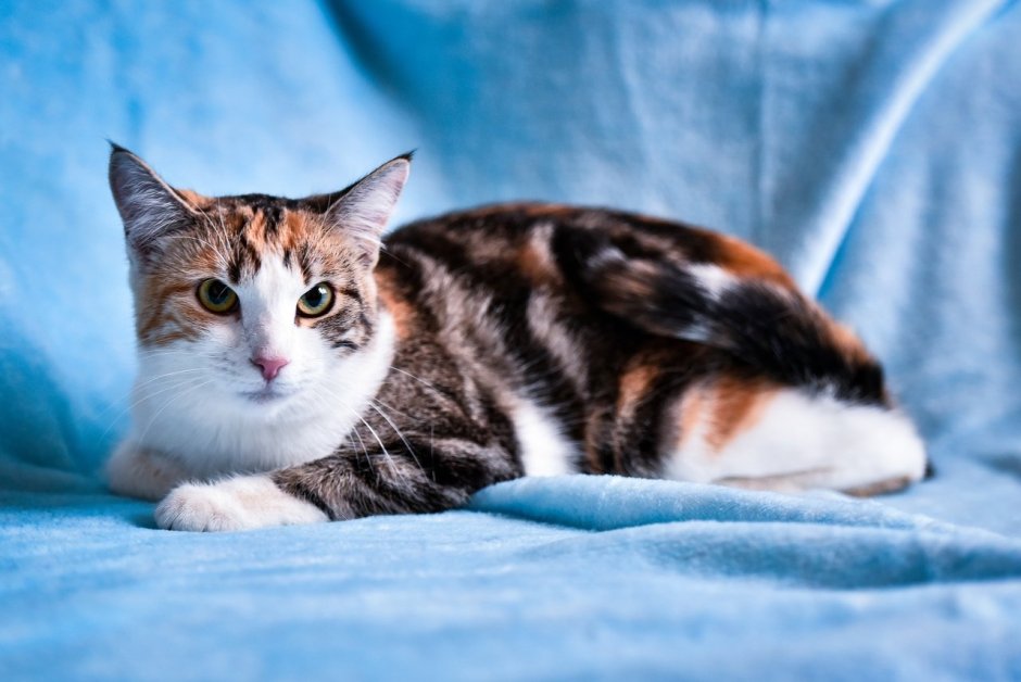 Пятицветная кошка