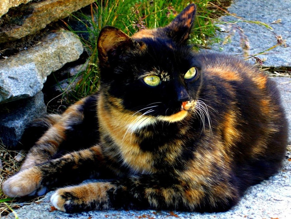 Tortoiseshell Cat порода