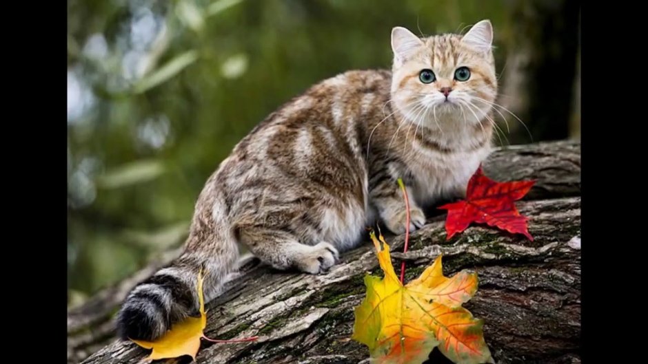 Кошка осень