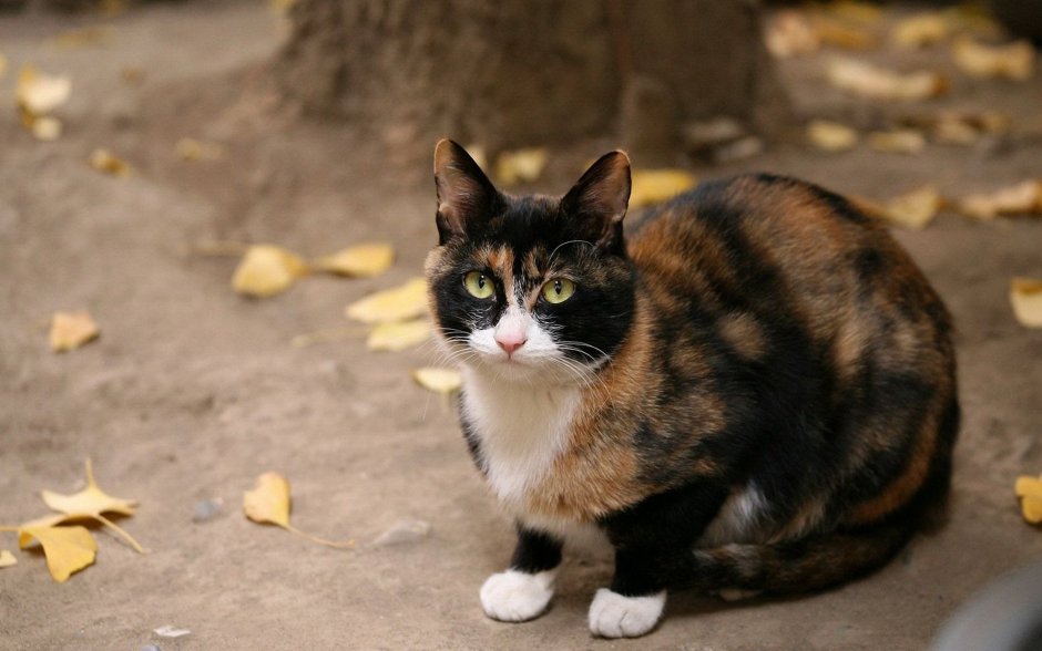 Эгейская кошка трехцветная