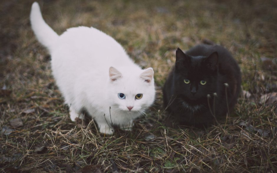 Черный и белый котенок