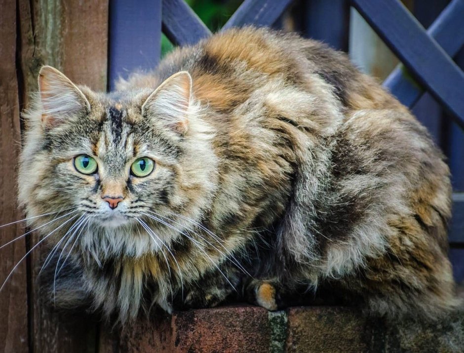Канадский Лесной кот