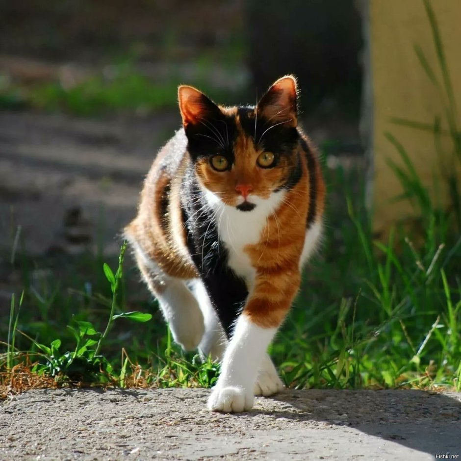 Сибирская кошка трехцветная короткошерстная