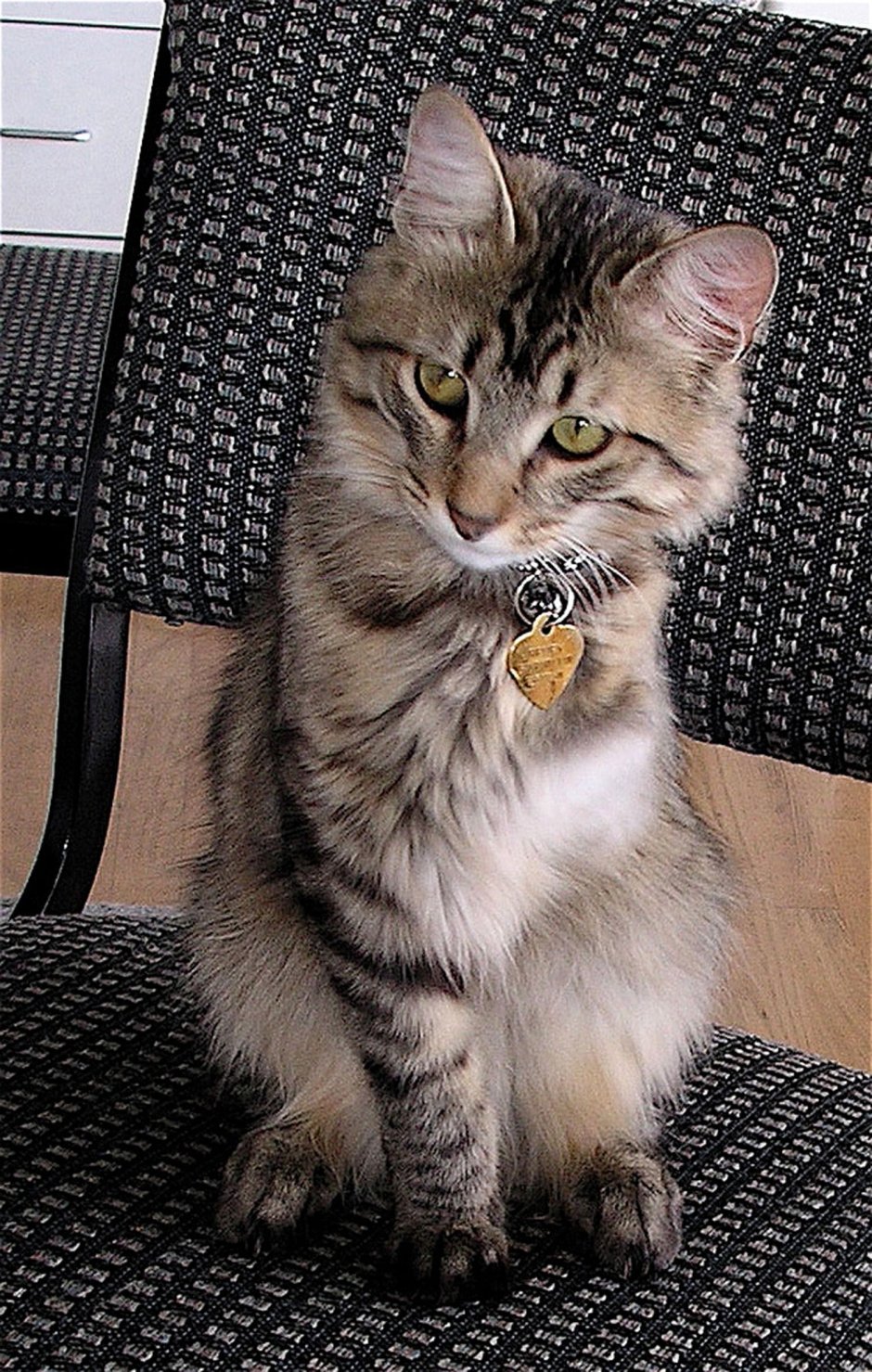 Кошка на трех лапах