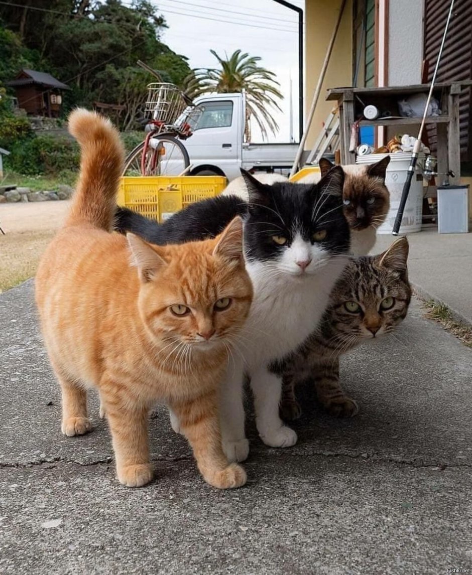 Банда котов четыре