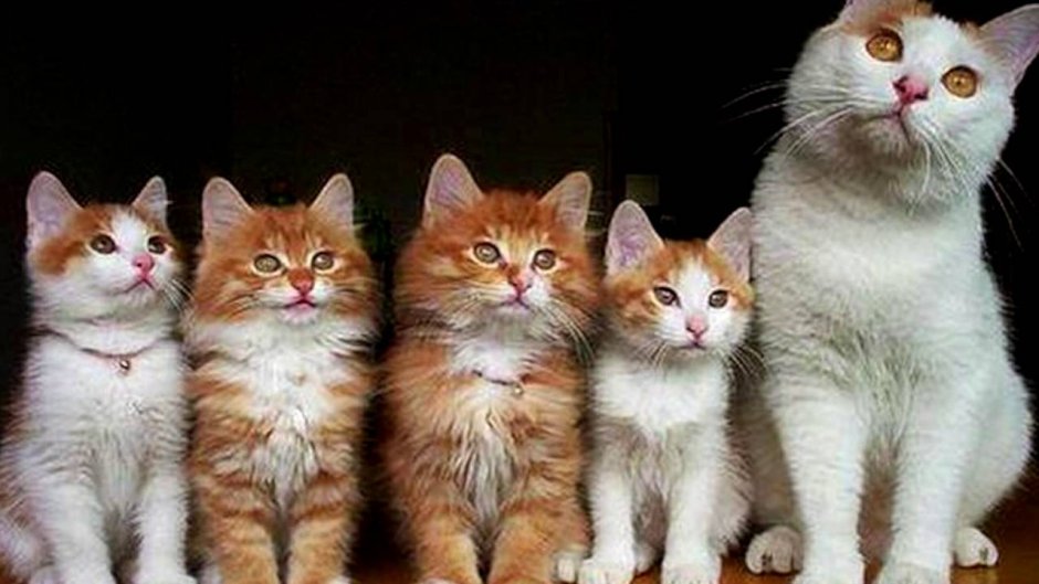 Коты группа