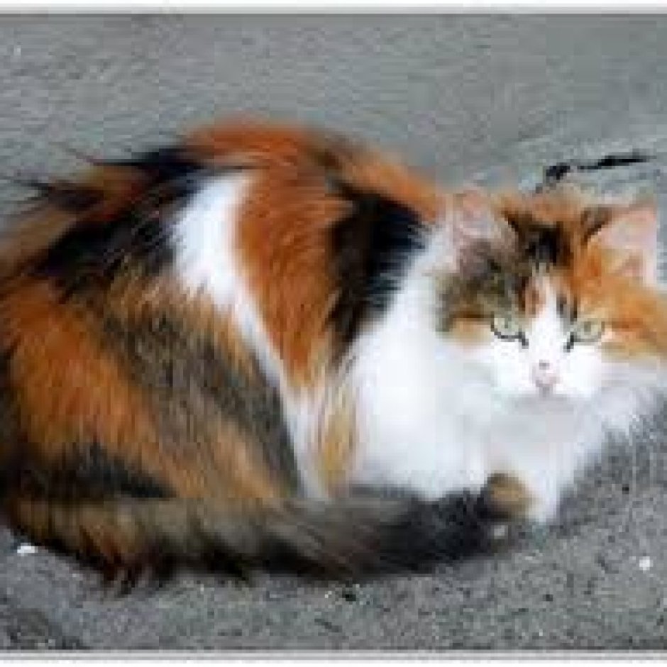 Сибирская кошка трехцветная