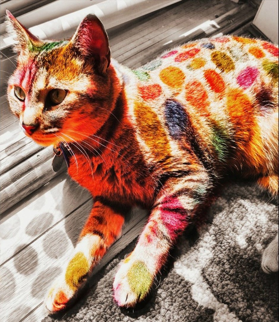 Кошку покрасили