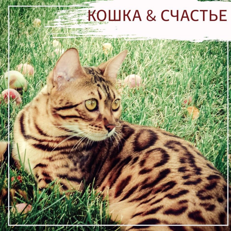 Притча о кошке