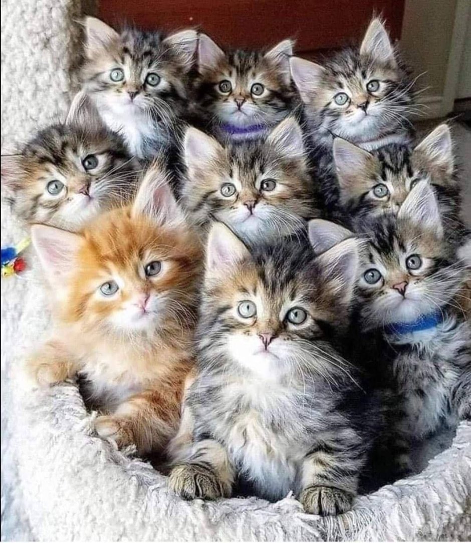 10 Котов