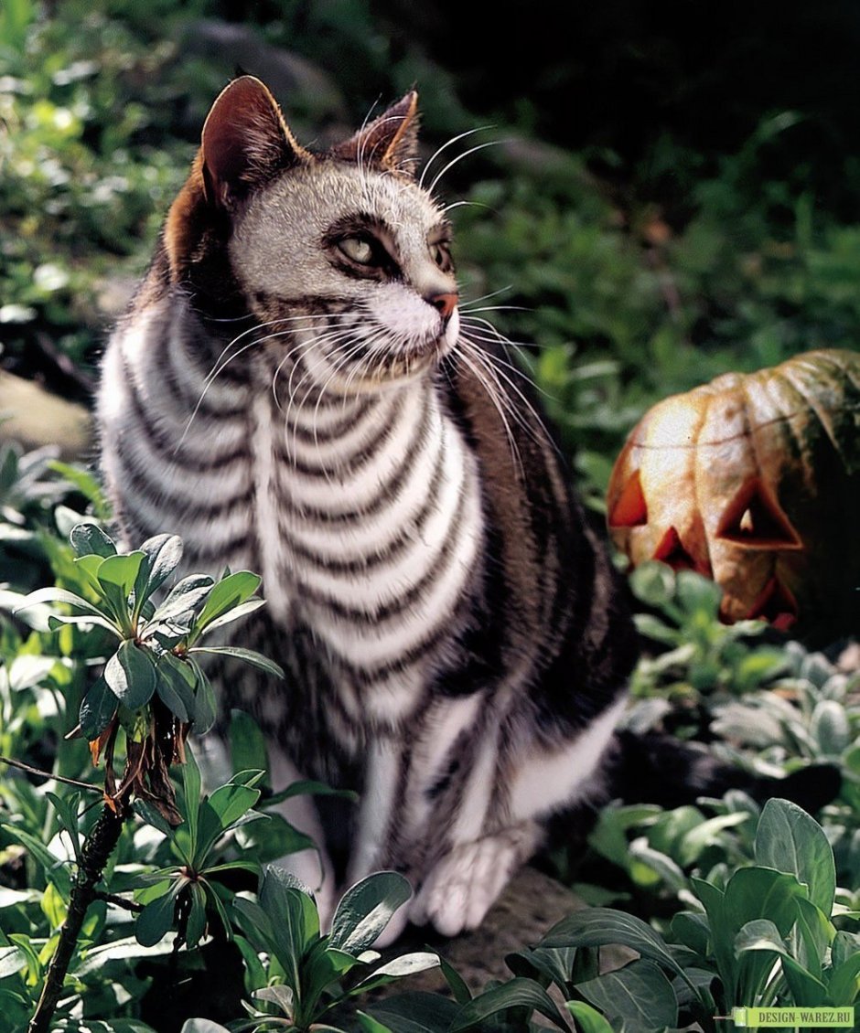 Удивительная кошка