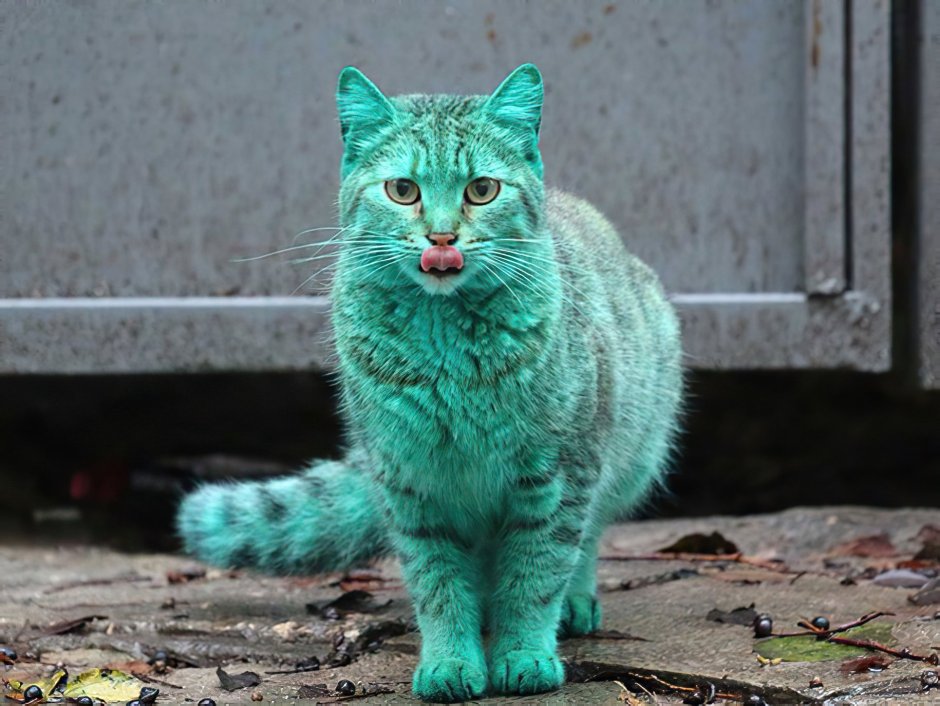 Зеленый кот Варна
