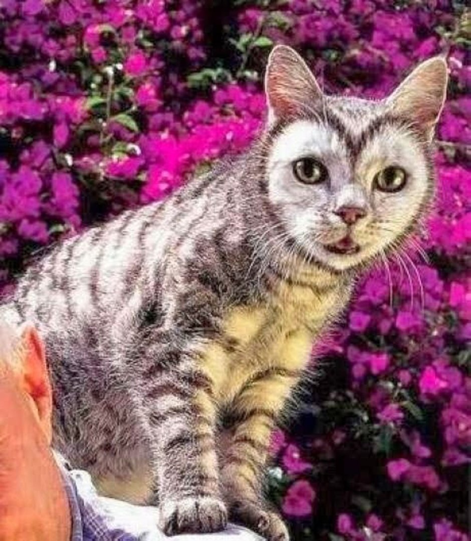 Необычные окрасы кошек
