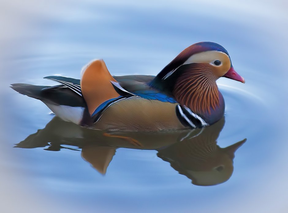 Мандаринка Aix galericulata