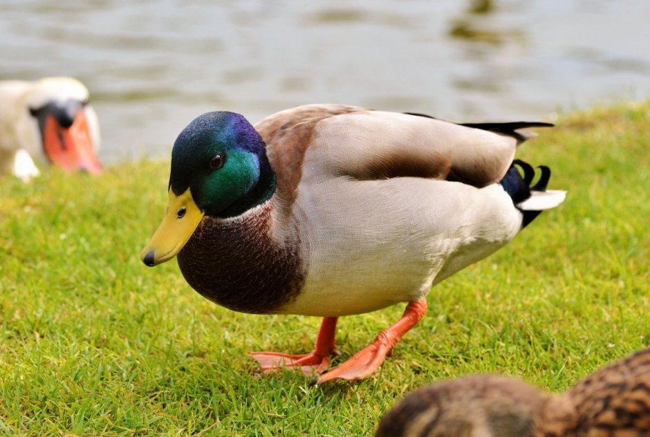 Отряд Гусеобразные – anseriformes семейство Утиные - Anatidae