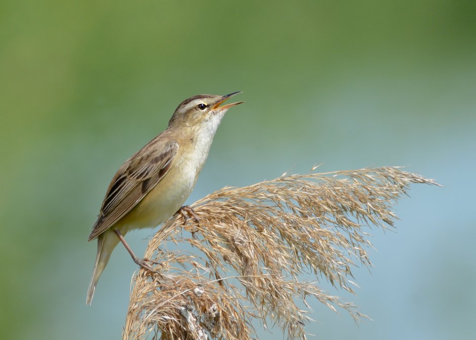 Камышевка-барсучок - Acrocephalus schoenobaenus