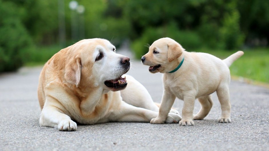 Dog age