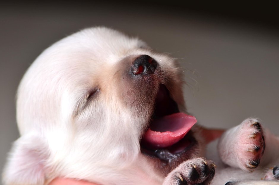 Paul Kaye yawning Puppy